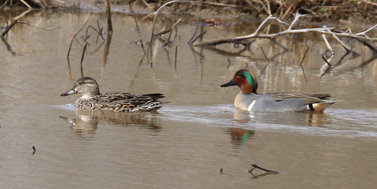 Green-winged Teal - ML590789391