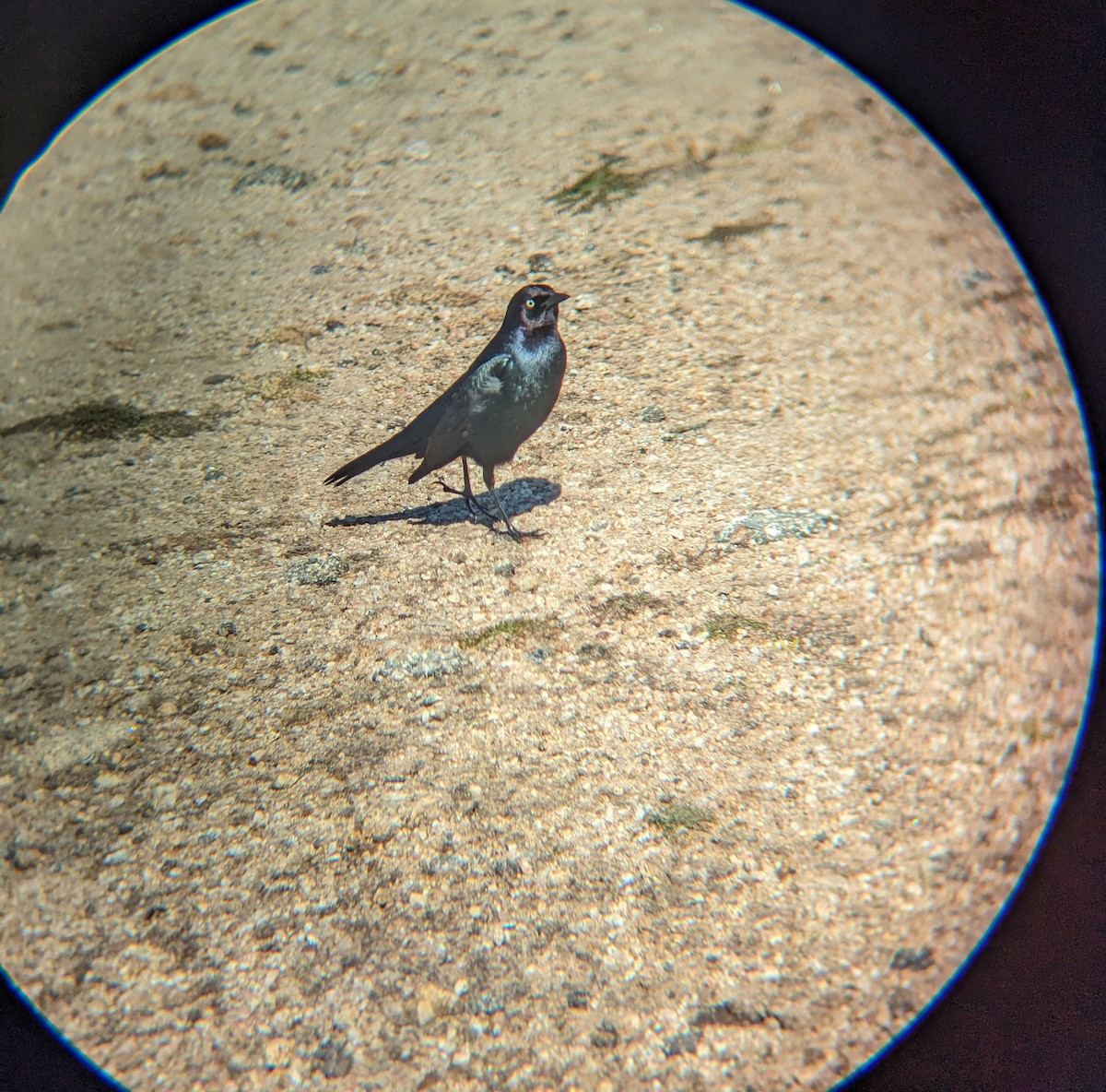 Brewer's Blackbird - ML590789681