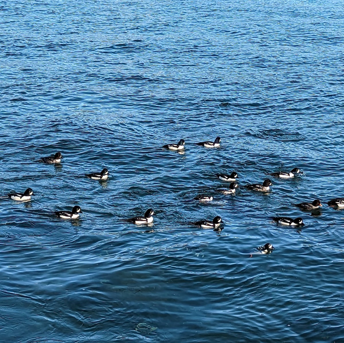 Barrow's Goldeneye - ML590789731