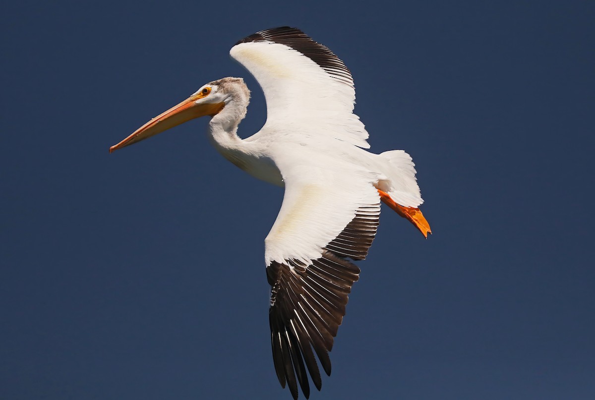 American White Pelican - Catherine Jacobs