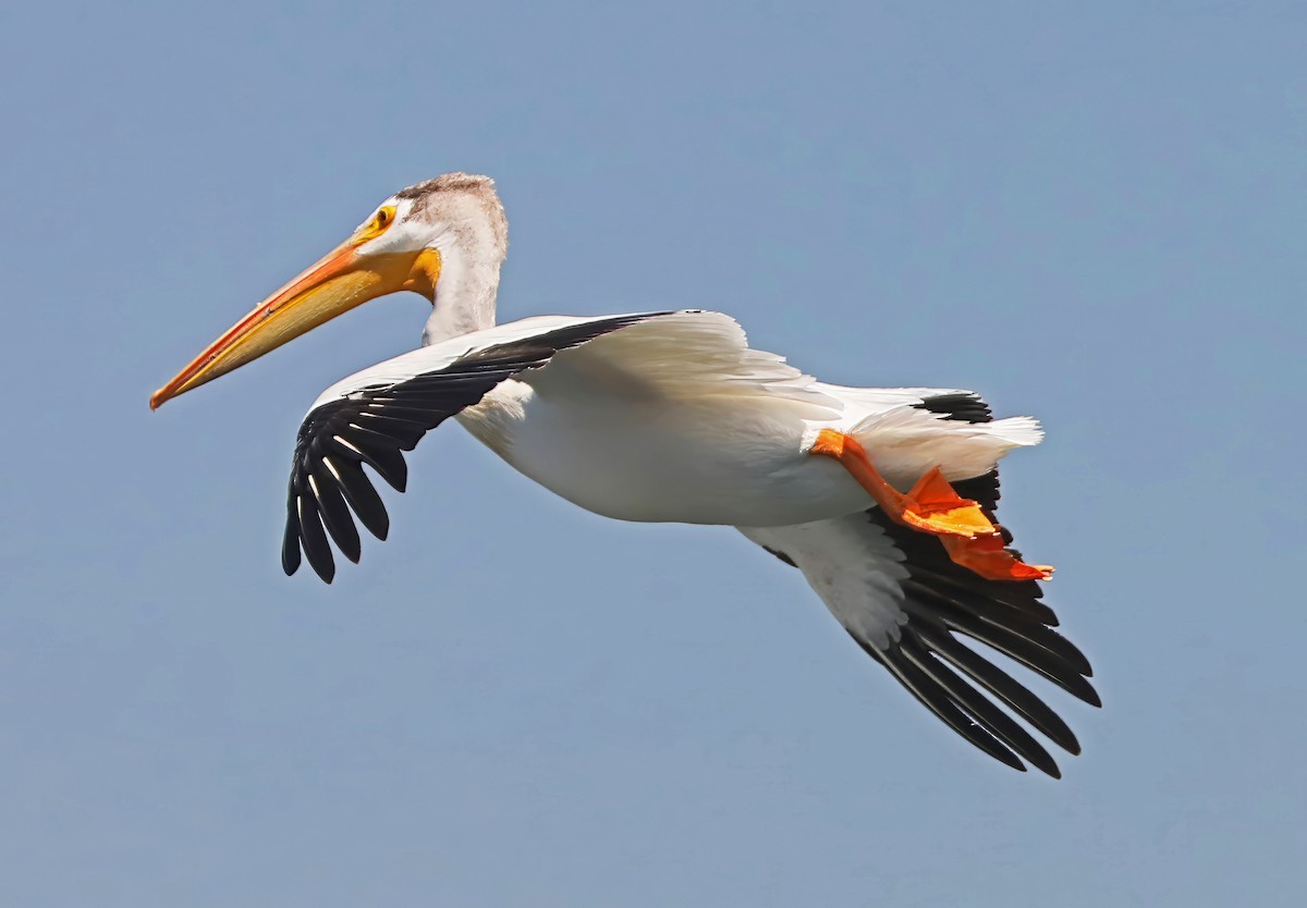 American White Pelican - ML590789911