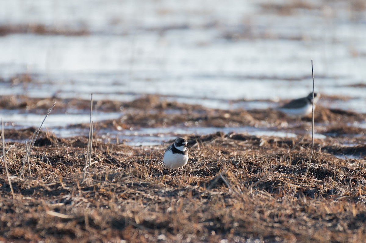 Semipalmated Plover - ML590790091
