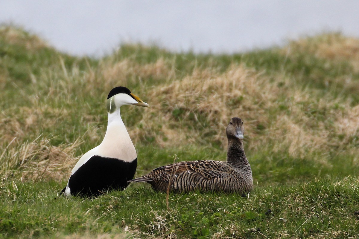 Common Eider - ML590790991