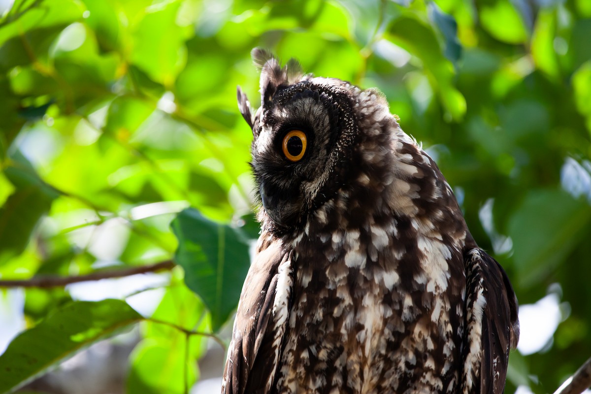 Hibou maître-bois - ML590791171