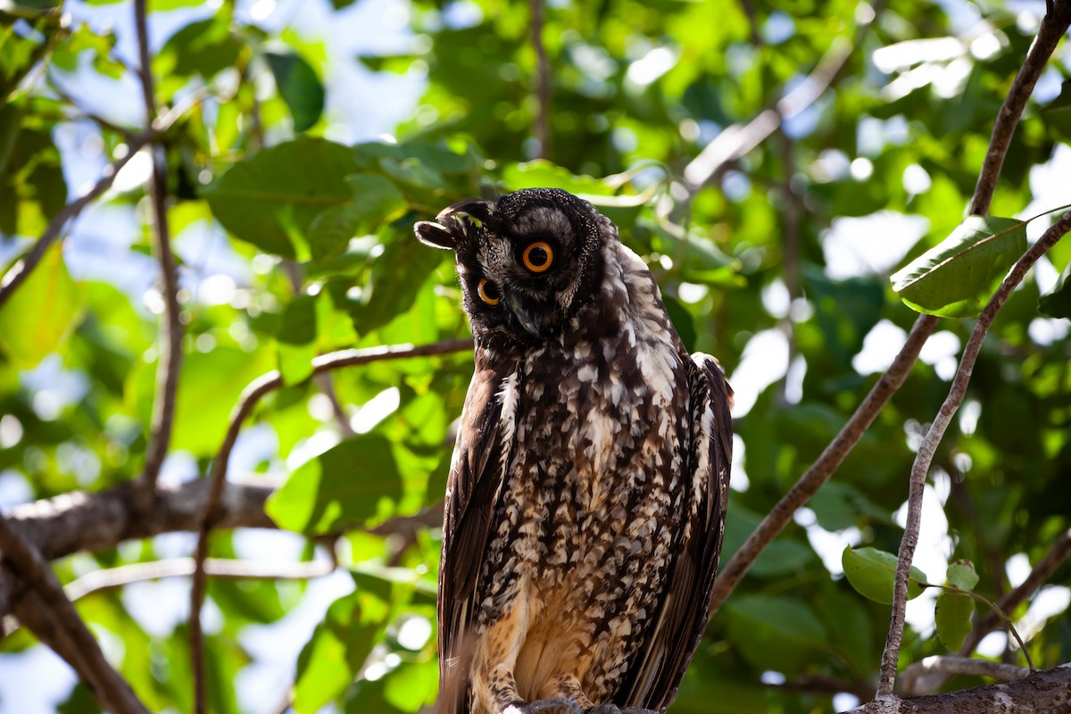 Stygian Owl - ML590791181