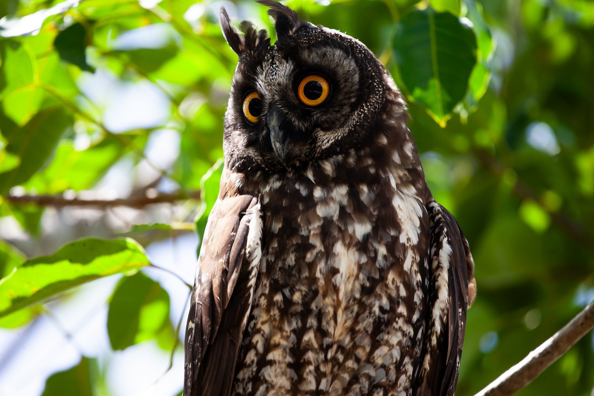 Stygian Owl - ML590791191