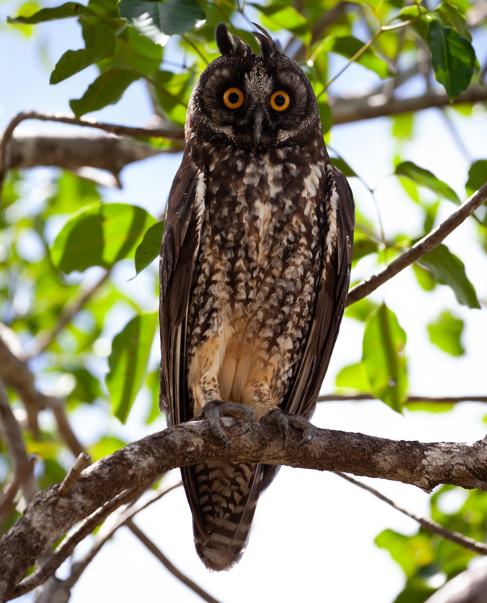 Stygian Owl - ML590791201
