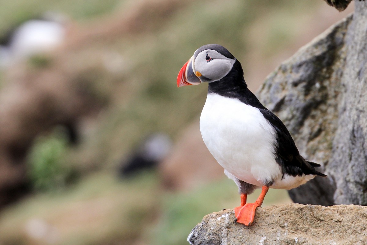 Atlantic Puffin - ML590791321