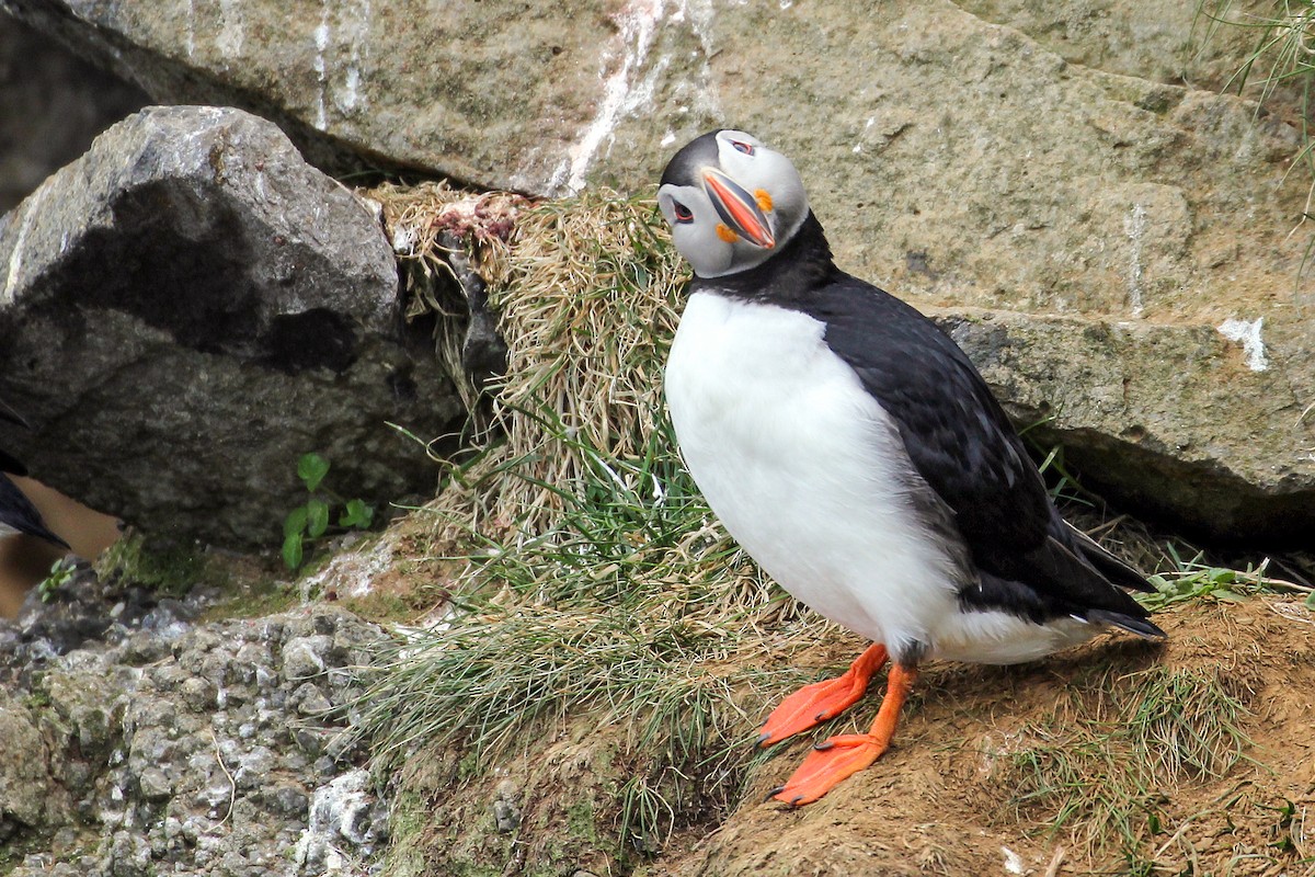 Atlantic Puffin - ML590791331