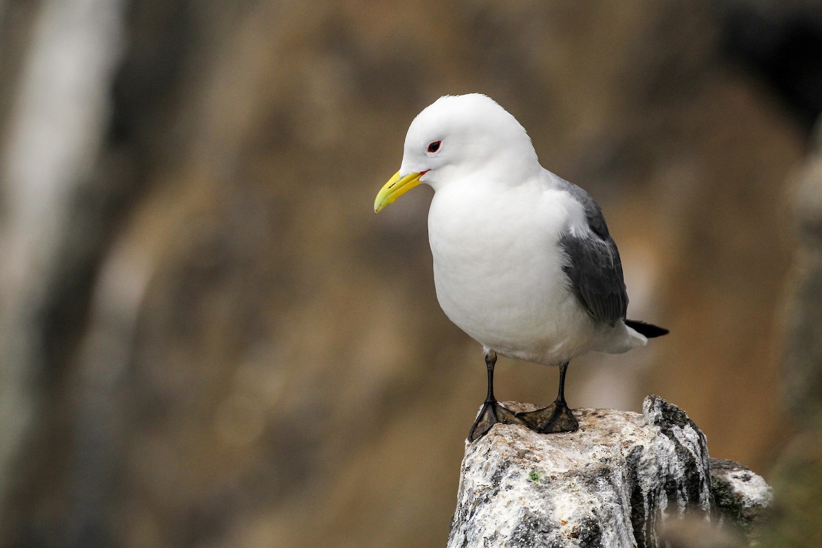 Black-legged Kittiwake - ML590791811