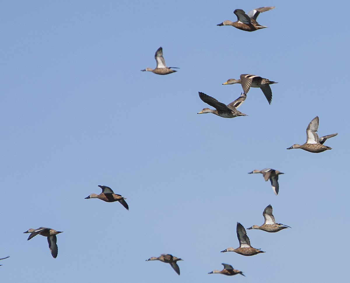 Yellow-billed Pintail - ML59079201