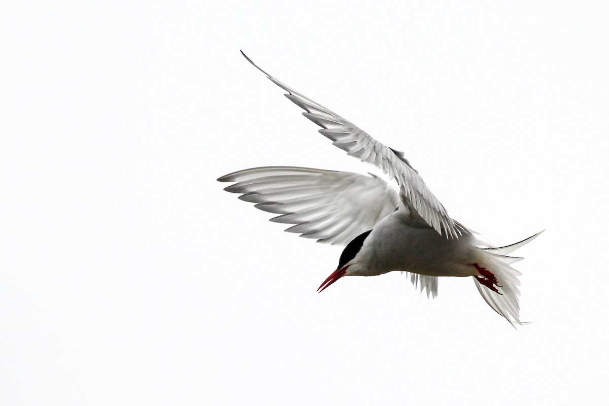 Arctic Tern - ML590792381