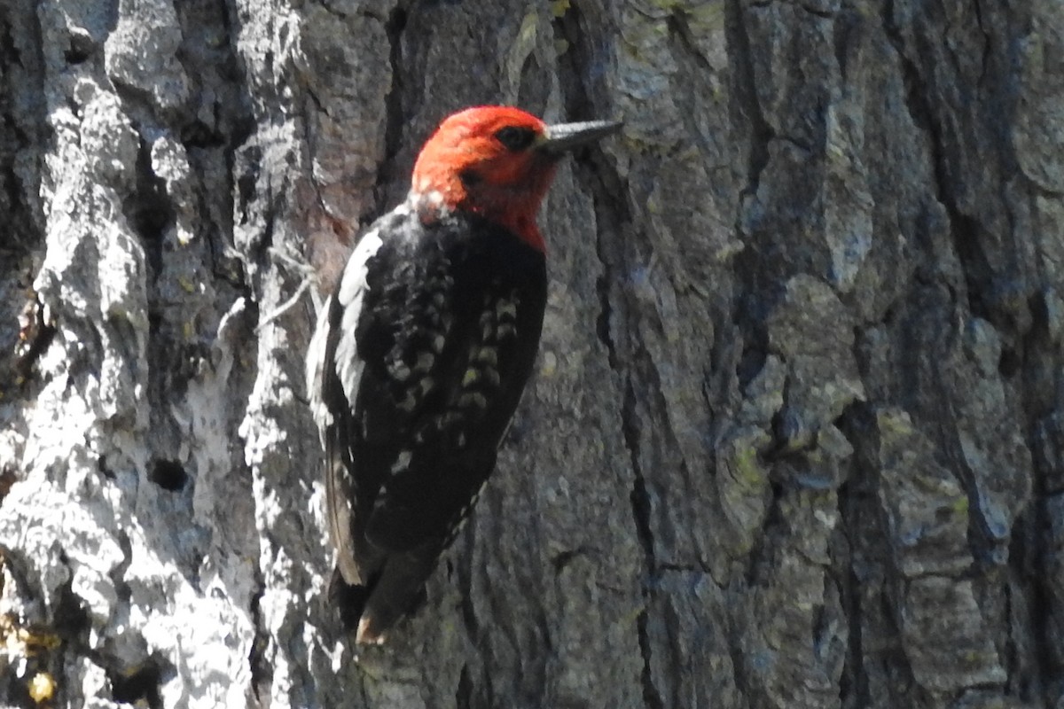 Red-breasted Sapsucker - ML590792491