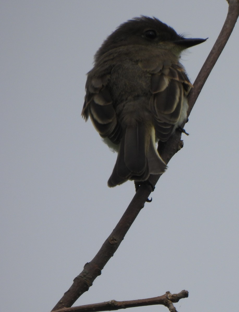 Eastern Phoebe - ML590793031