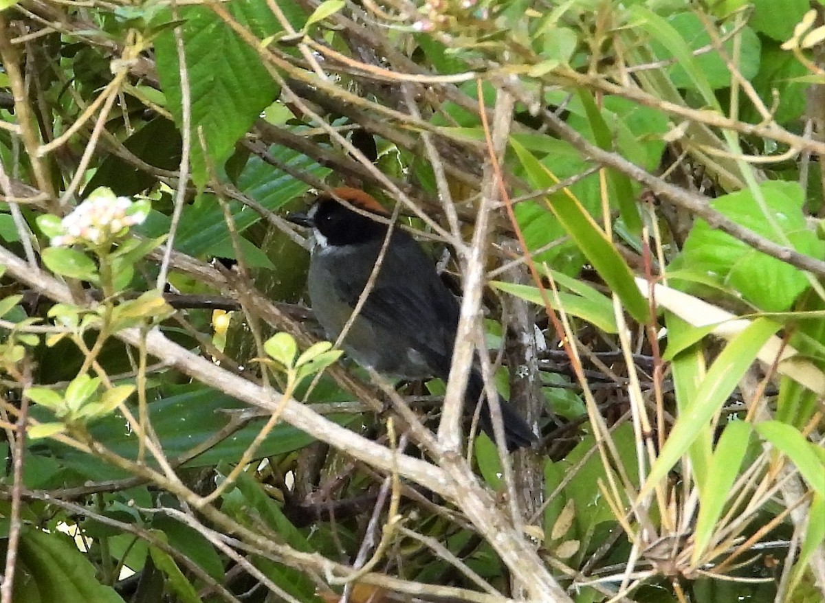 Black-spectacled Brushfinch - ML590793181