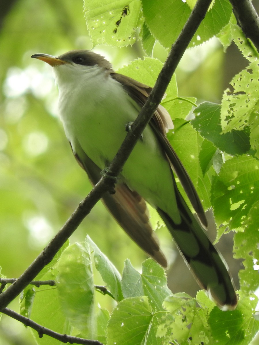 Yellow-billed Cuckoo - ML59079321