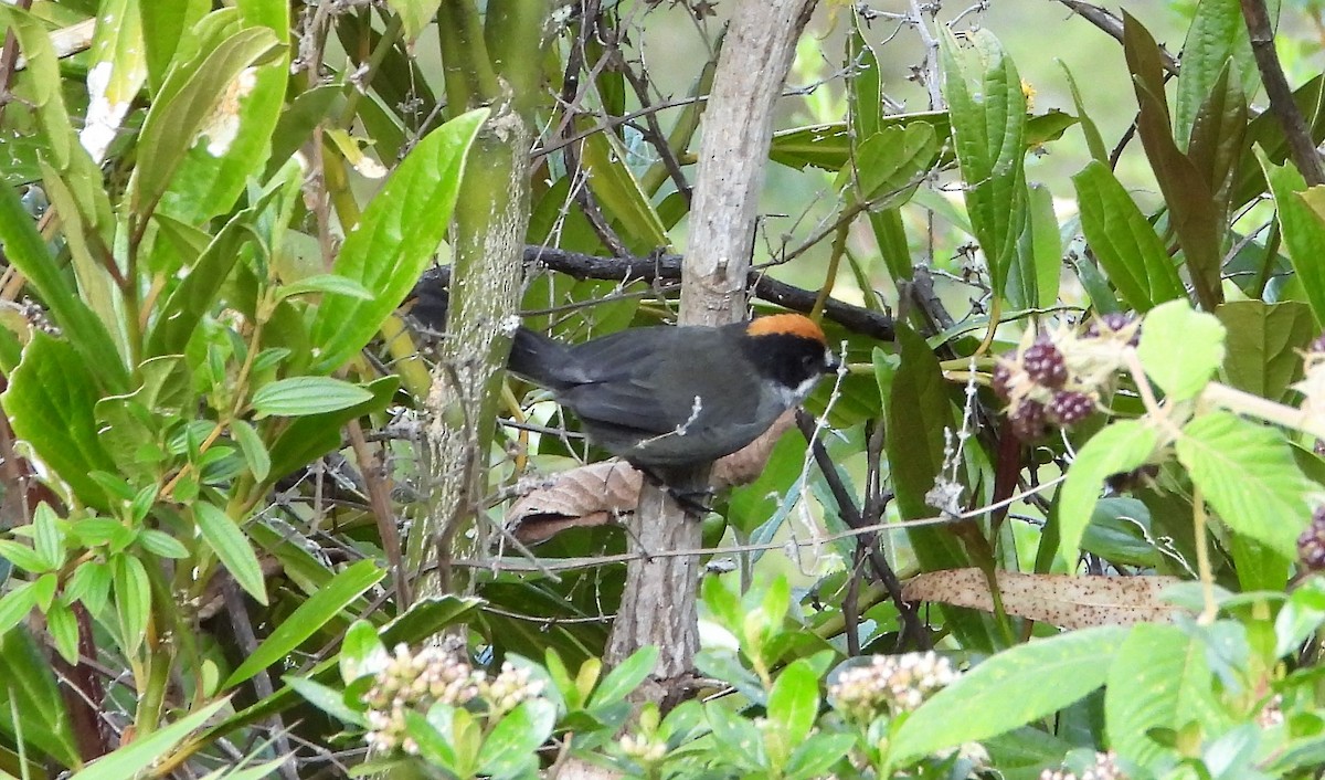 Black-spectacled Brushfinch - ML590793241