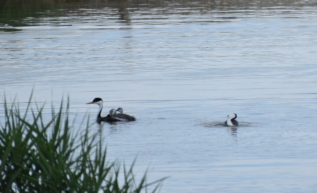 Western Grebe - Klaus Bielefeldt