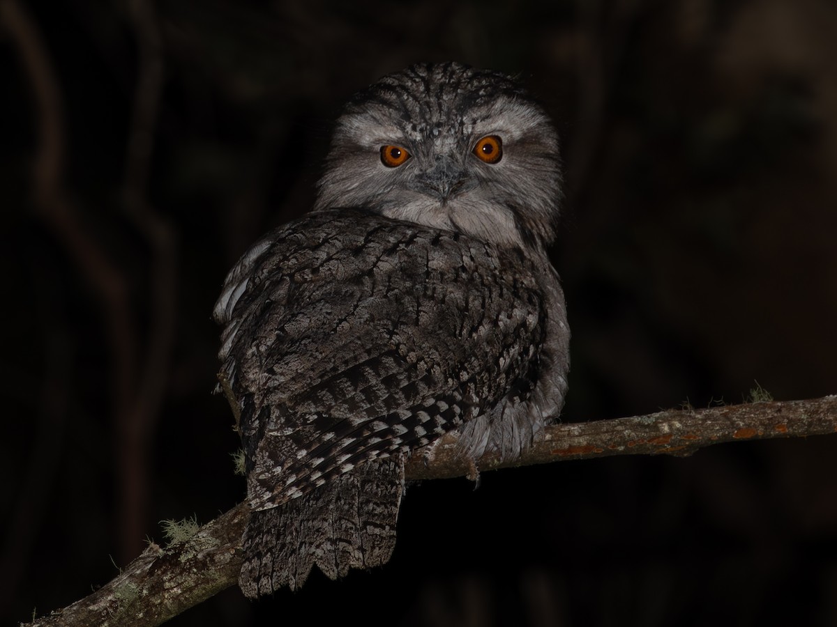 Tawny Frogmouth - shorty w