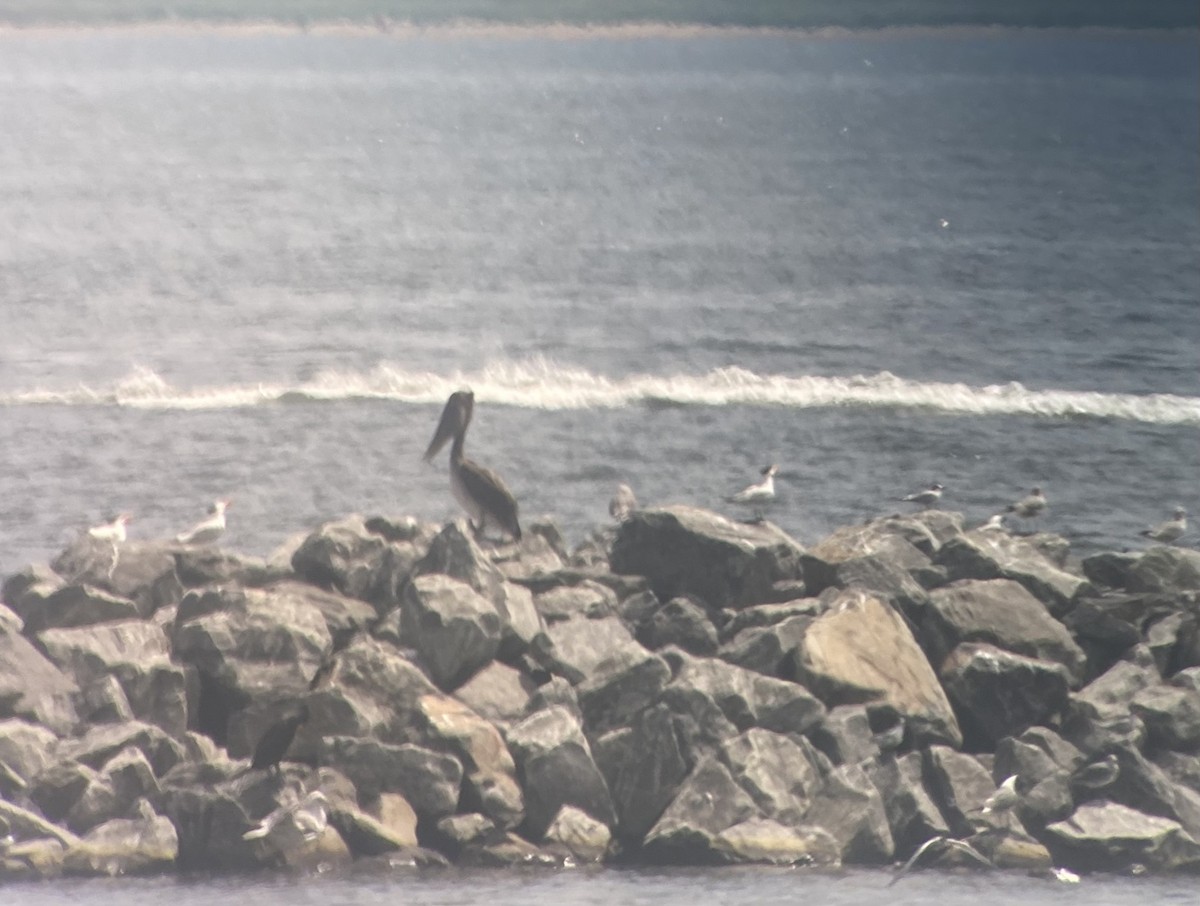 Brown Pelican - ML590794661