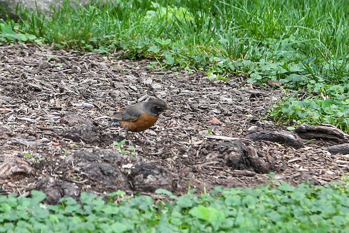 American Robin - ML590794721