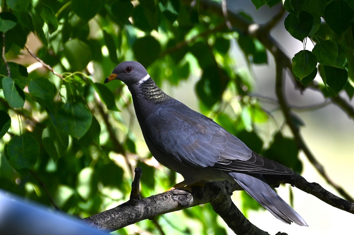 Band-tailed Pigeon - ML590795401