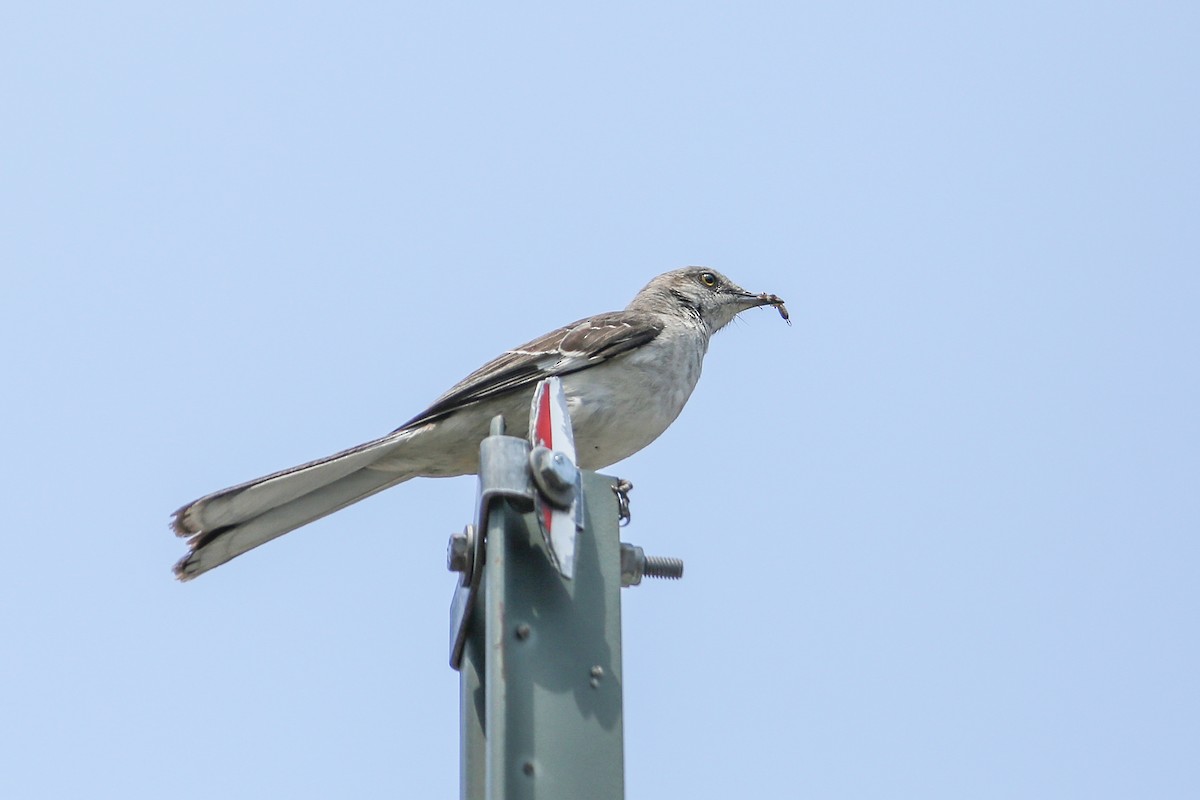 Northern Mockingbird - ML590795721