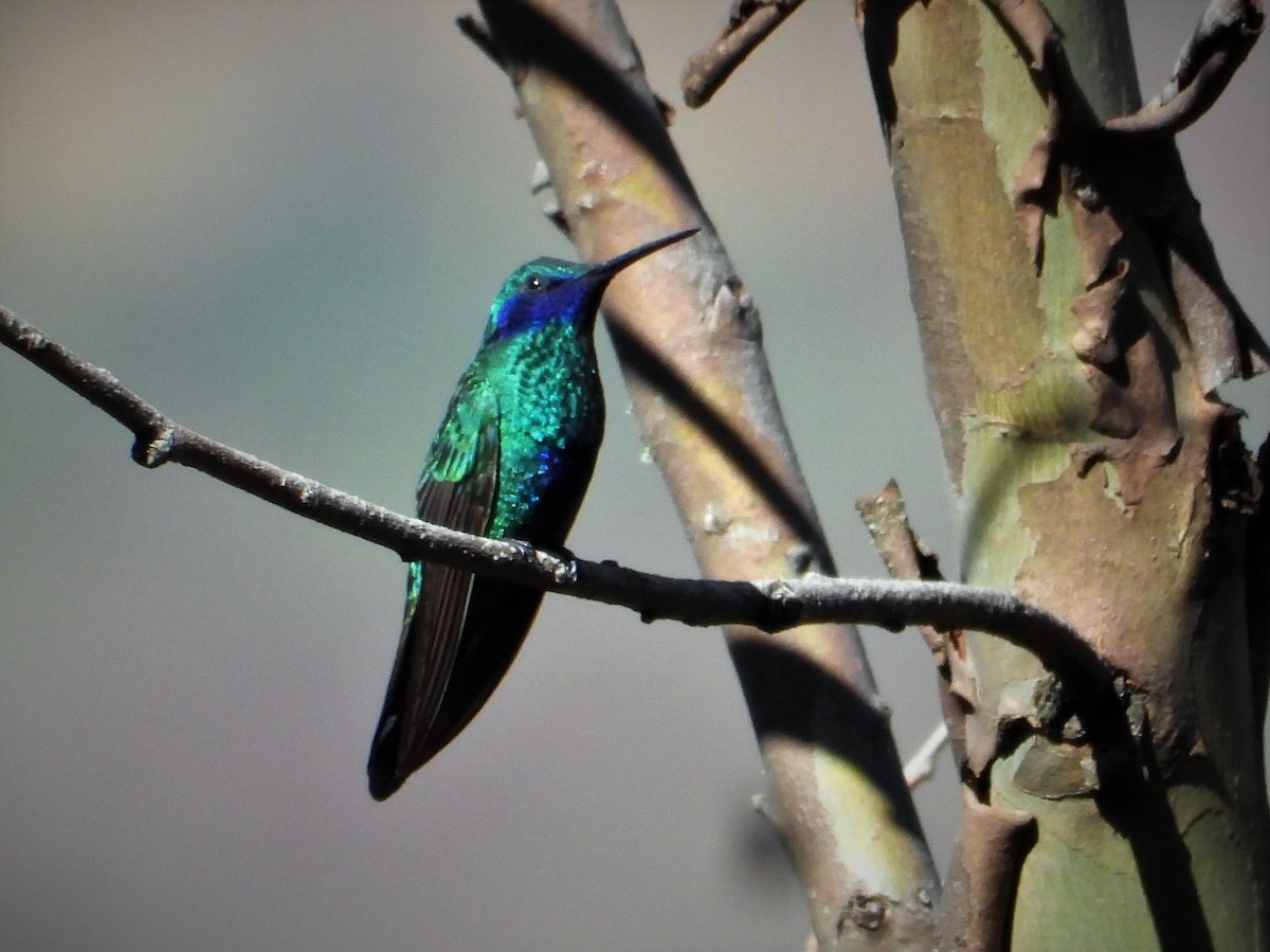 Glanz-Veilchenohrkolibri - ML590797121