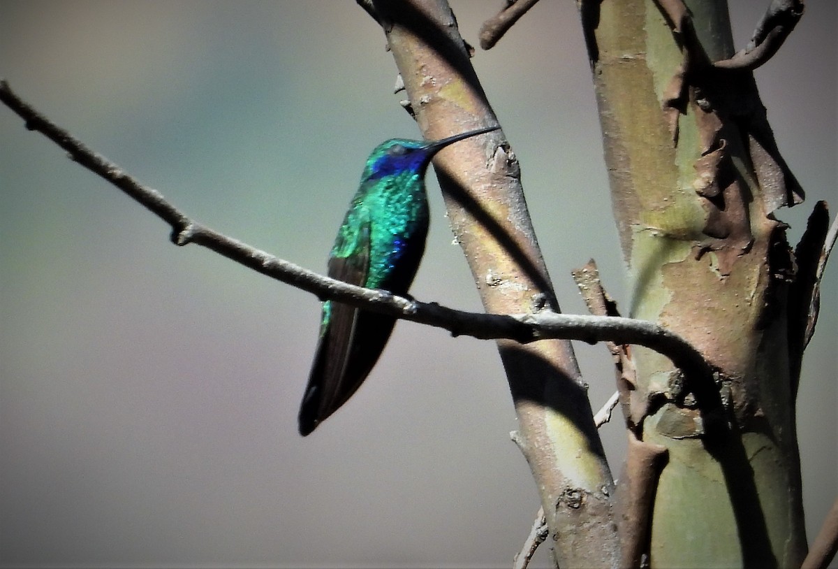 Sparkling Violetear - Morten Winther Dahl