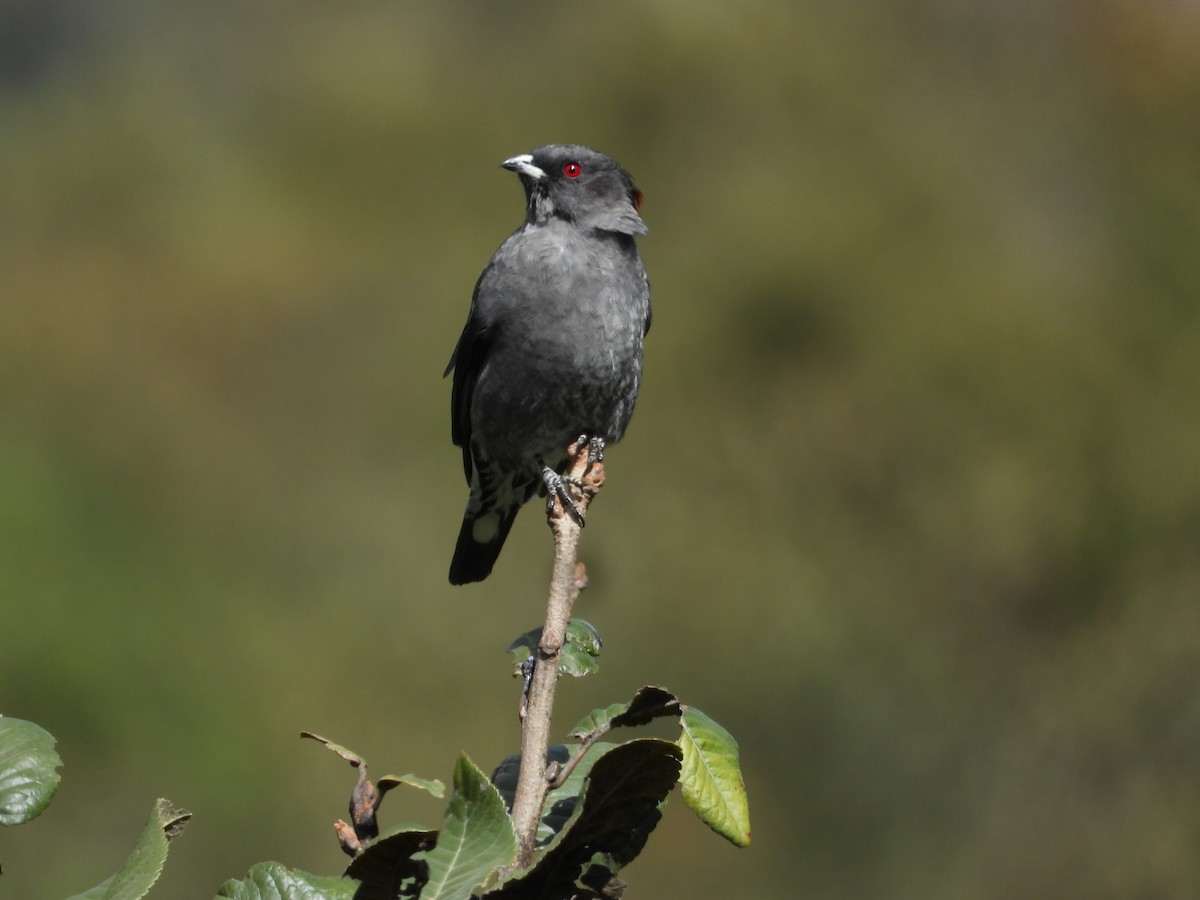 Cotinga à huppe rouge - ML590798071