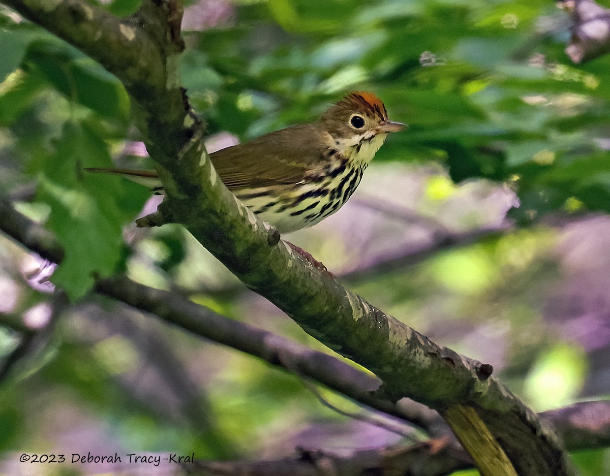 Ovenbird - Deborah Kral