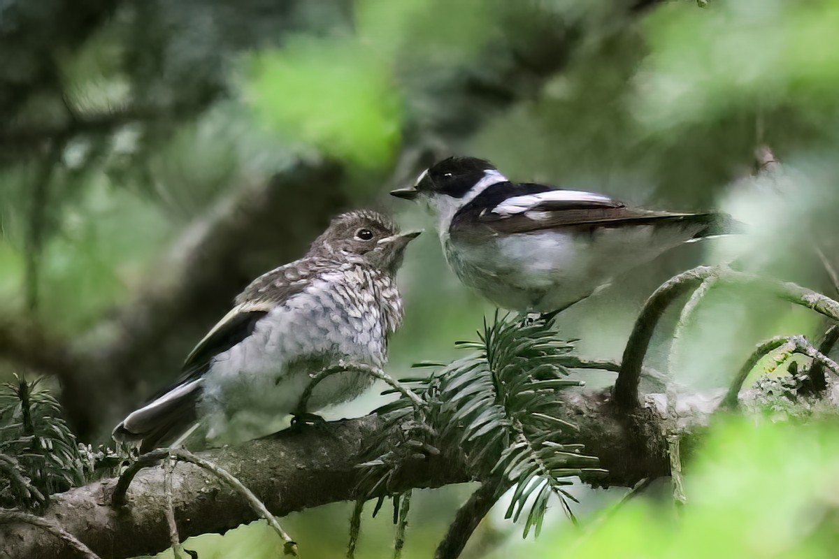 Collared Flycatcher - ML590798351