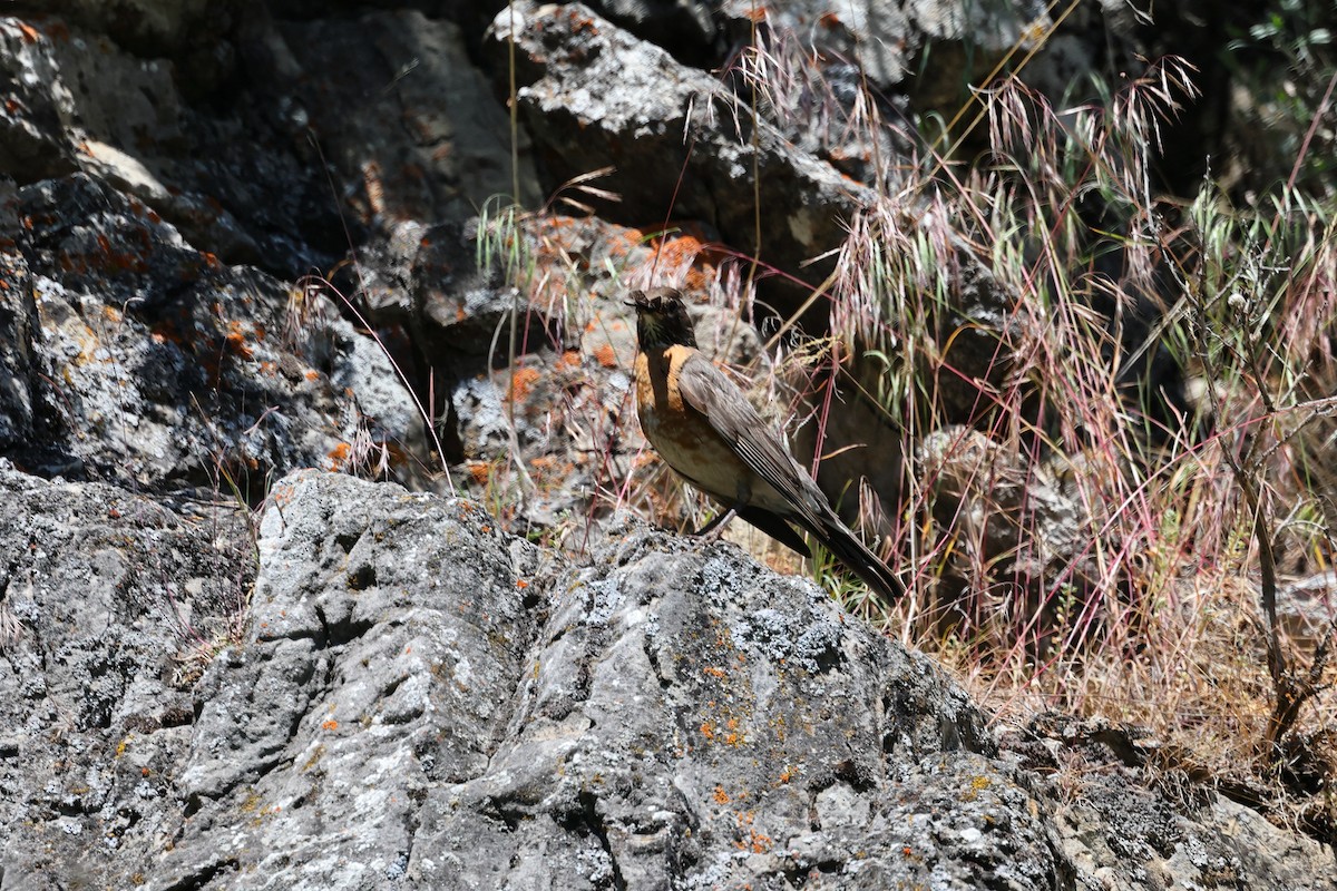 vandretrost - ML590798801