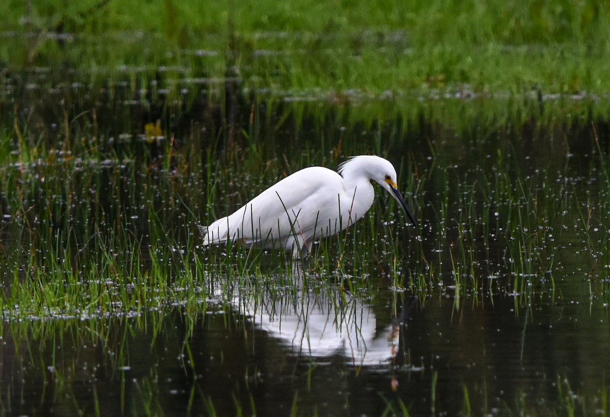 Snowy Egret - Alexis Andrea Verdugo Palma (Cachuditos Birdwatching)