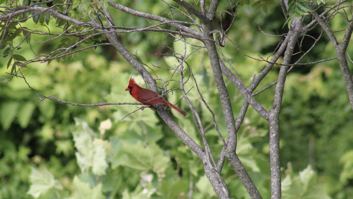 Northern Cardinal - ML590799751