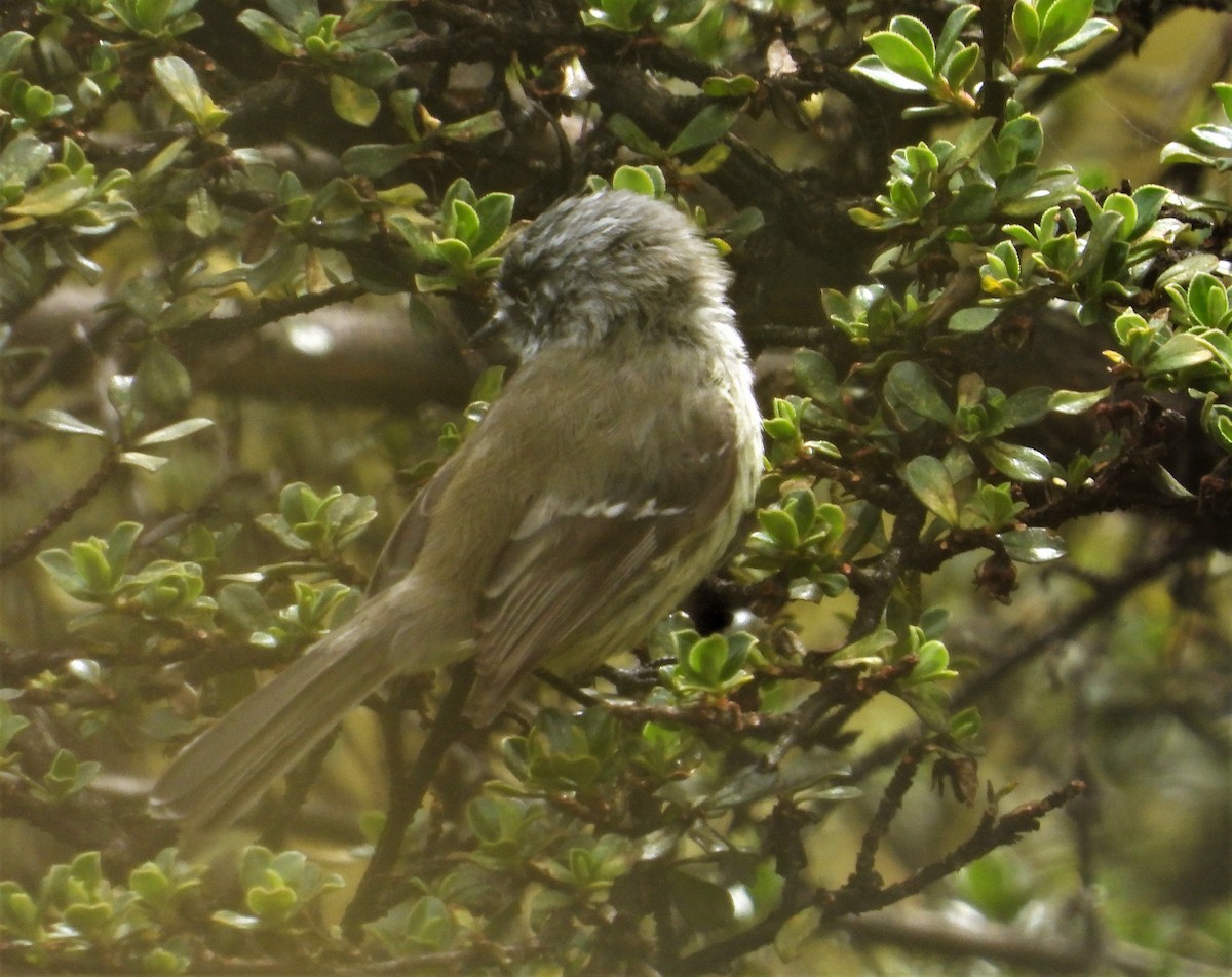 Tufted Tit-Tyrant - ML590799971