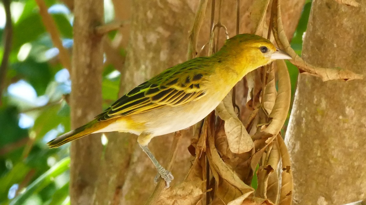 Lesser Masked-Weaver - ML59080031