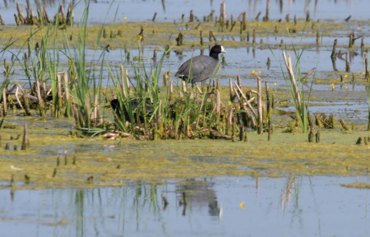 American Coot - David Drews