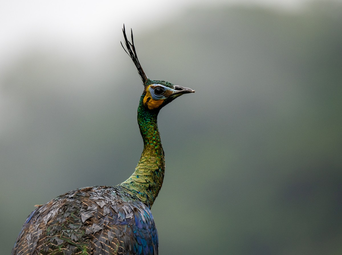 Green Peafowl - ML590802021