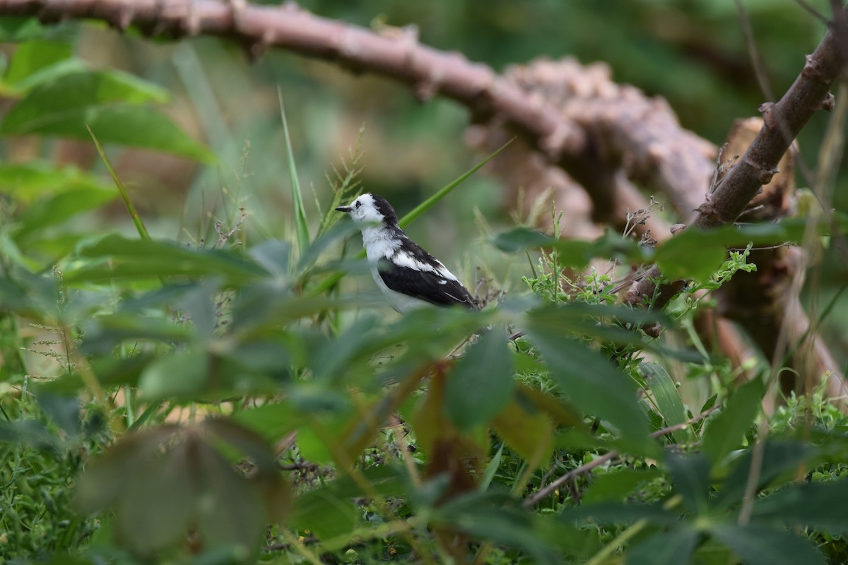 Pied Water-Tyrant - Freddy Oswaldo Ovalles Pabon