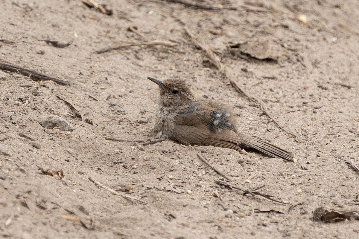 Bewick's Wren (spilurus Group) - ML590802251