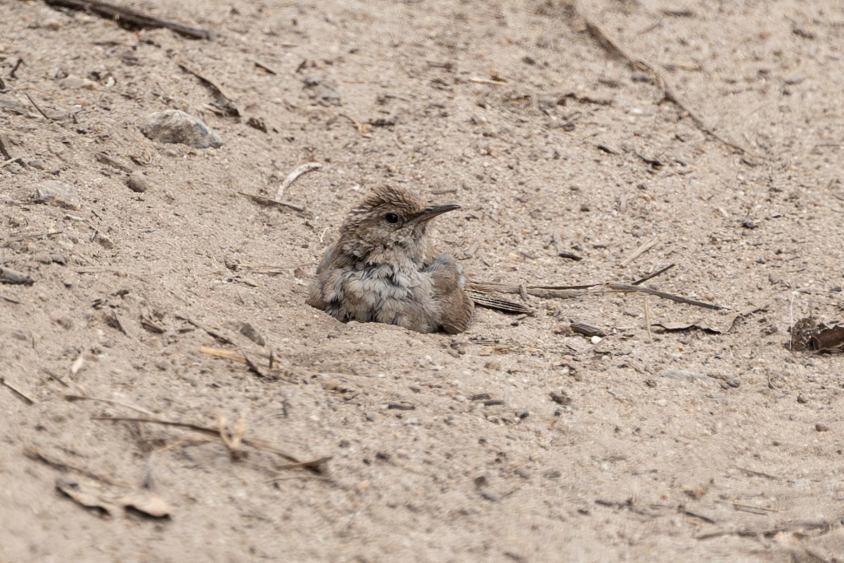 Bewick's Wren (spilurus Group) - ML590802261