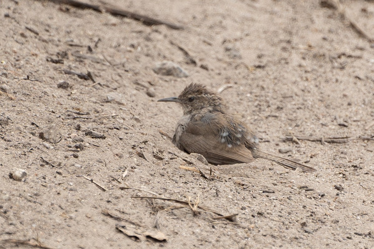 Bewick's Wren (spilurus Group) - ML590802361