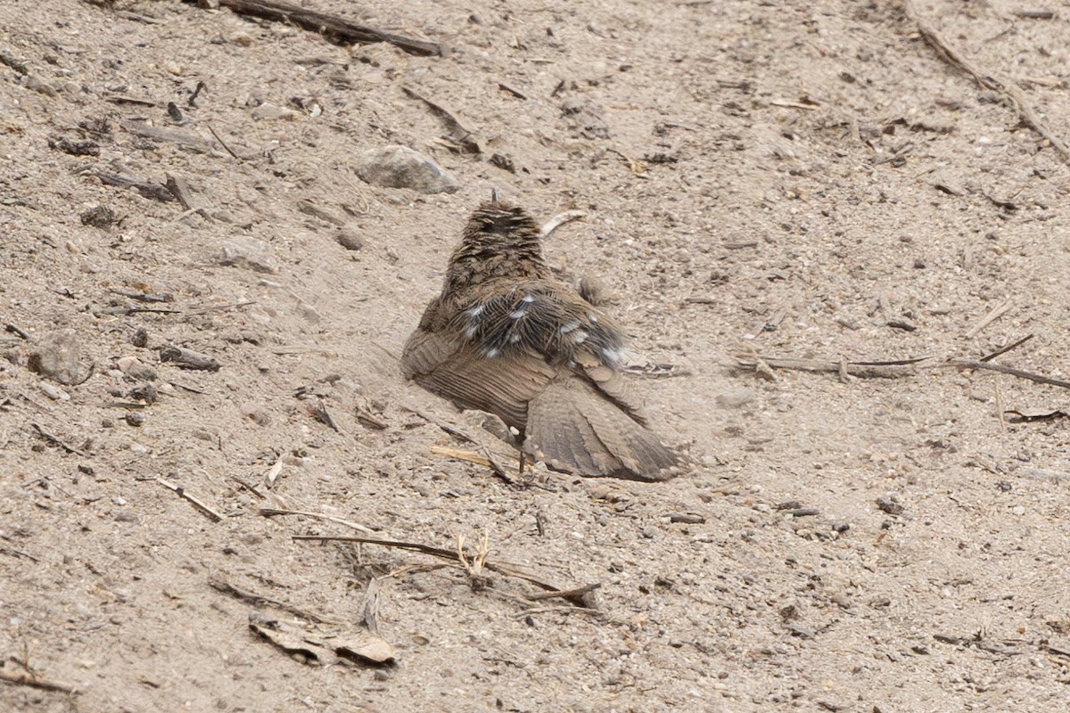 Bewick's Wren (spilurus Group) - ML590802391