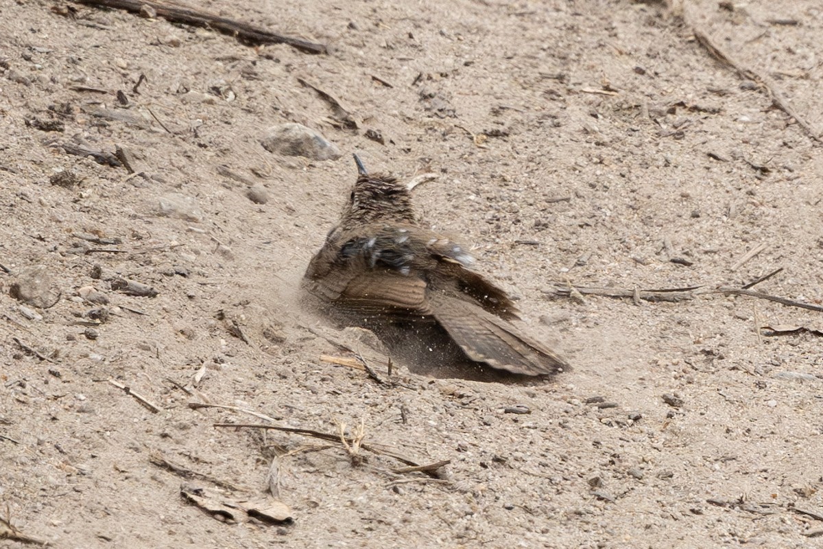 Bewick's Wren (spilurus Group) - ML590802421