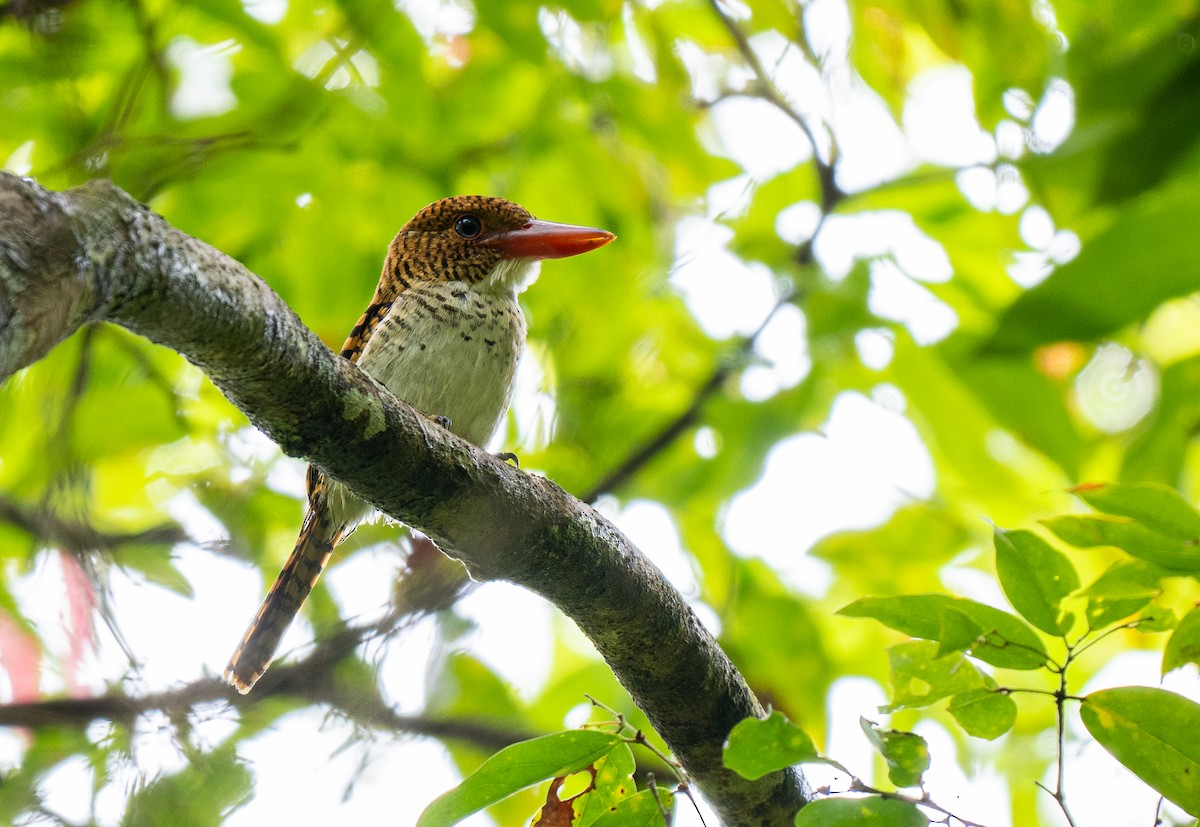 Banded Kingfisher (Banded) - Forest Botial-Jarvis