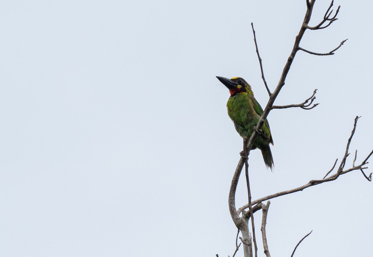 Black-banded Barbet - ML590802701