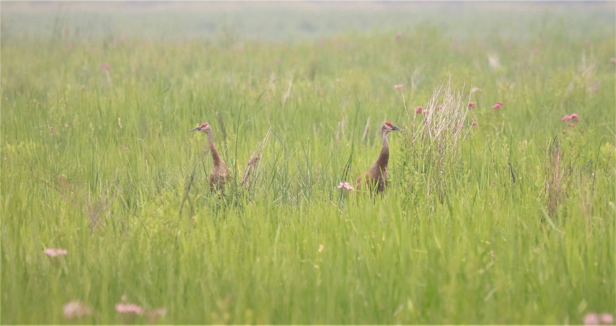 Sandhill Crane - Lynda Noel