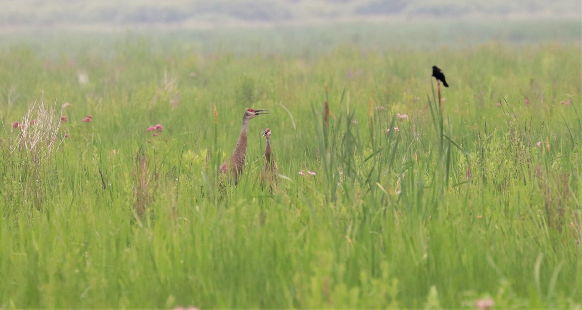 Sandhill Crane - Lynda Noel