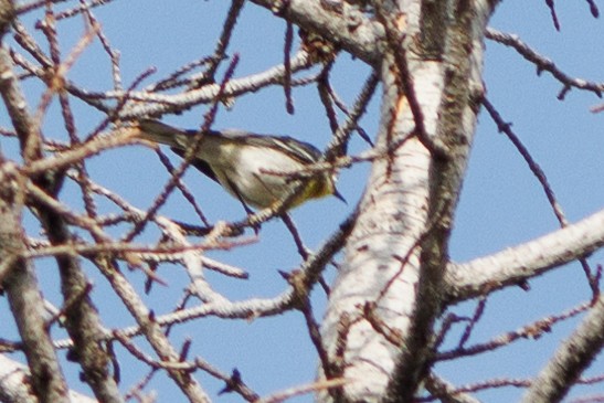 Northern Parula x Black-throated Gray Warbler (hybrid) - Nathan Goldberg